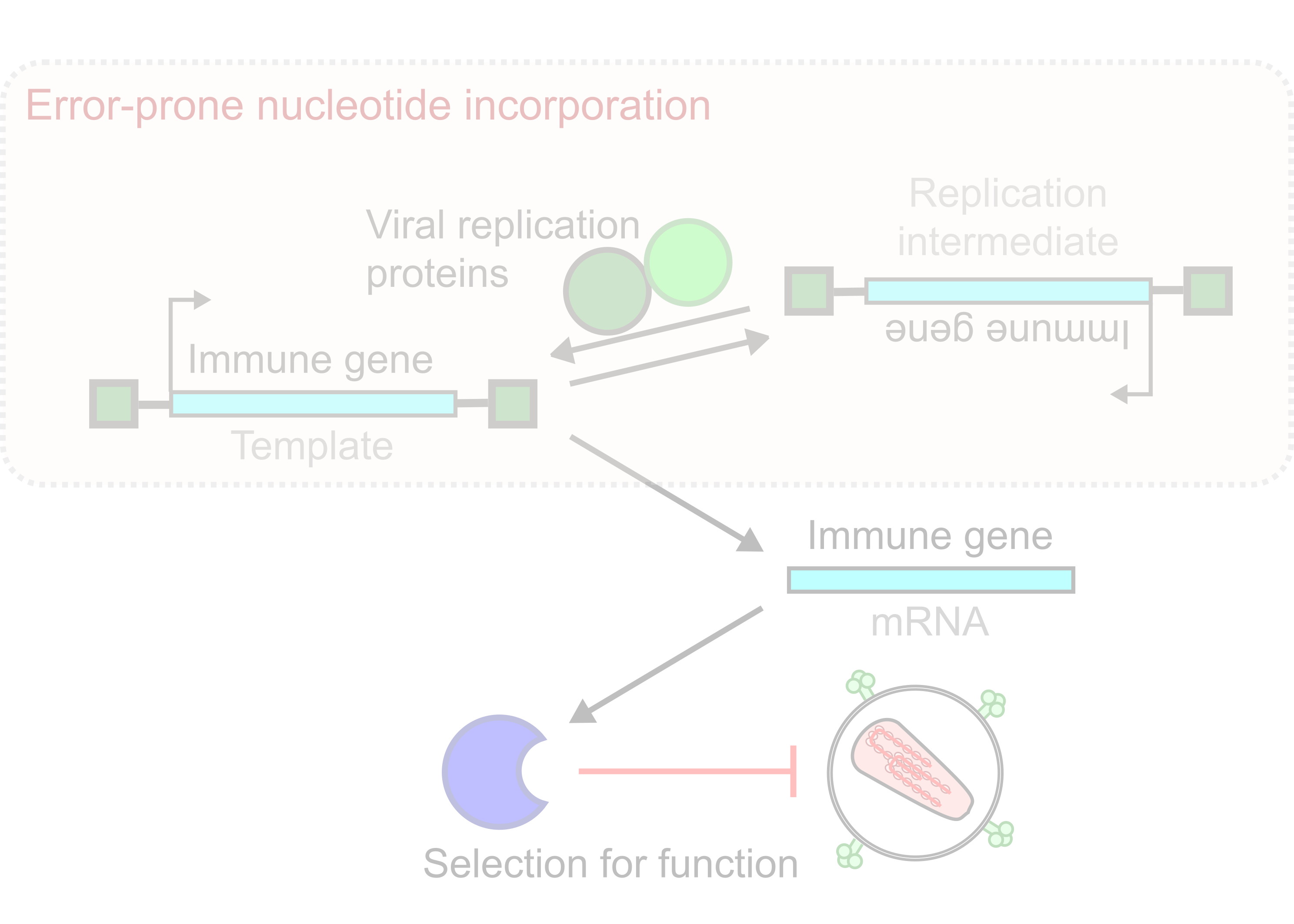Mammalian Directed Evolution - Matreyek Lab